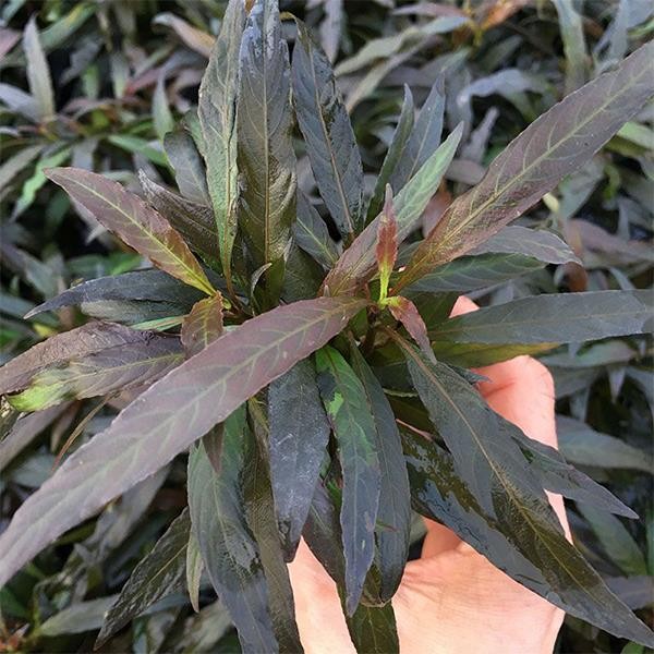 Hygrophila Angustifolia Rubra Saksı Canlı Bitki