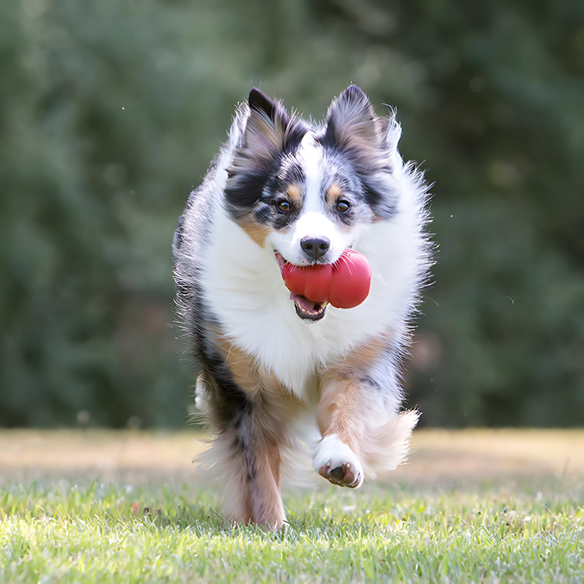 Kong Classic Köpekler İçin Çok Amaçlı Isırma Oyuncağı L