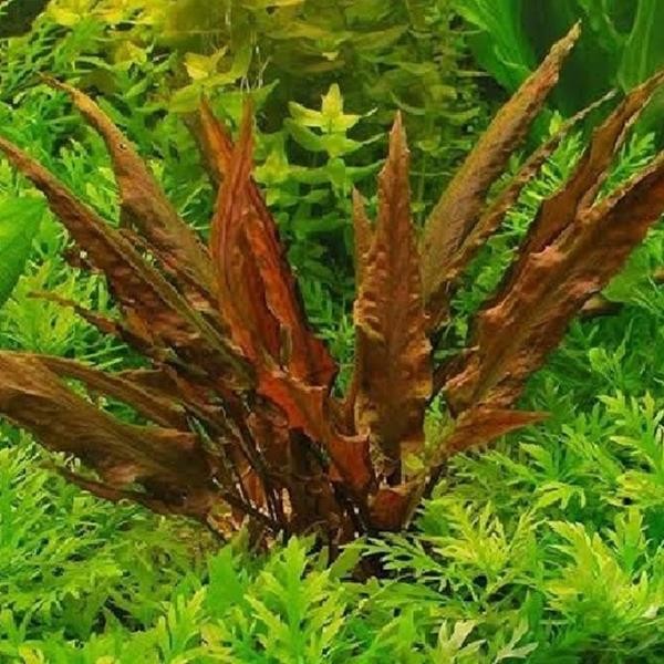 Cryptocoryne Undulatus Red Saksı Canlı Bitki