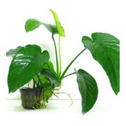 Anubias