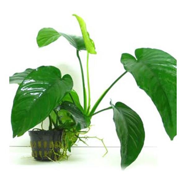 Anubias Barteri 5-6 Yapraklı Kök Canlı Bitki