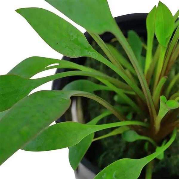 Cryptocoryne Wallisii Saksı Canlı Bitki