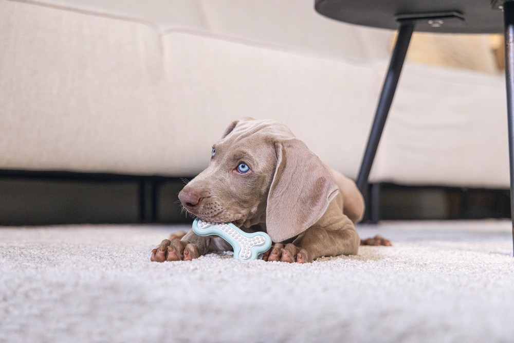 Beeztees Yavru Köpek Diş Oyuncağı, İçi Dolu Halka, Kauçuk, Yeşil, 10cm