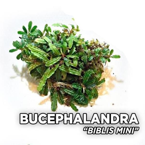 Bucephalandra Mini Biblis Saksı Canlı Bitki
