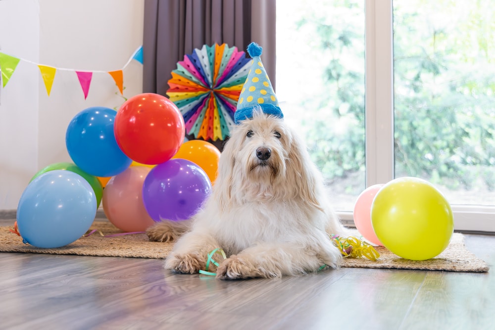Beeztees Köpek Oyuncağı, Parti Balonu, Peluş, Mavi, 39x13x7,5cm