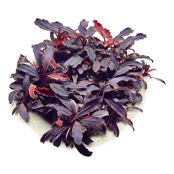 APC Bucephalandra Brownie Ghost In Vitro Canlı Bitki