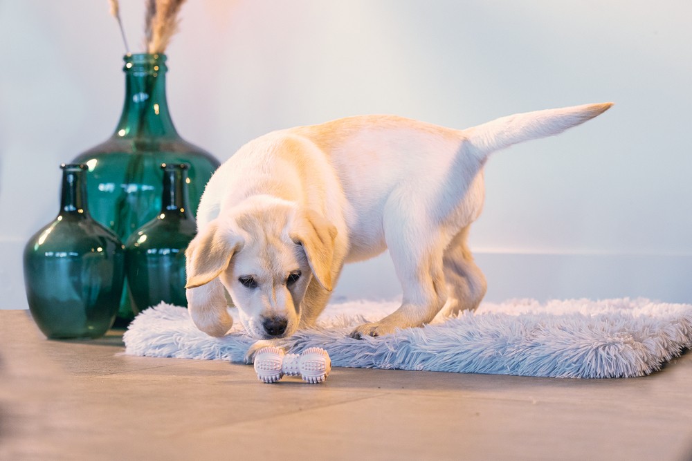Beeztees Yavru Köpek Oyuncağı, Diş Kaşıma ve Masaj Dambıl, Kauçuk, Pembe, 9cm