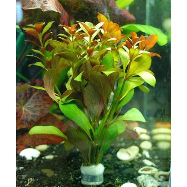 Ludwigia Peruensis Saksı Canlı Bitki