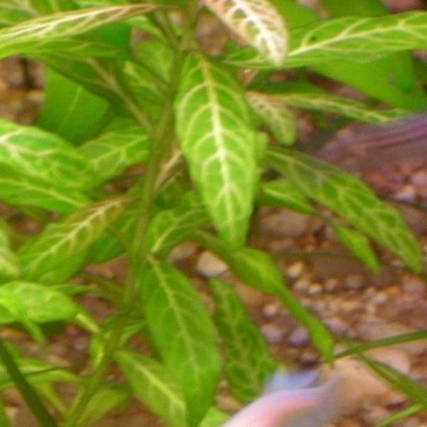 Hygrophila Rosanervis In Vitro Canlı Bitki