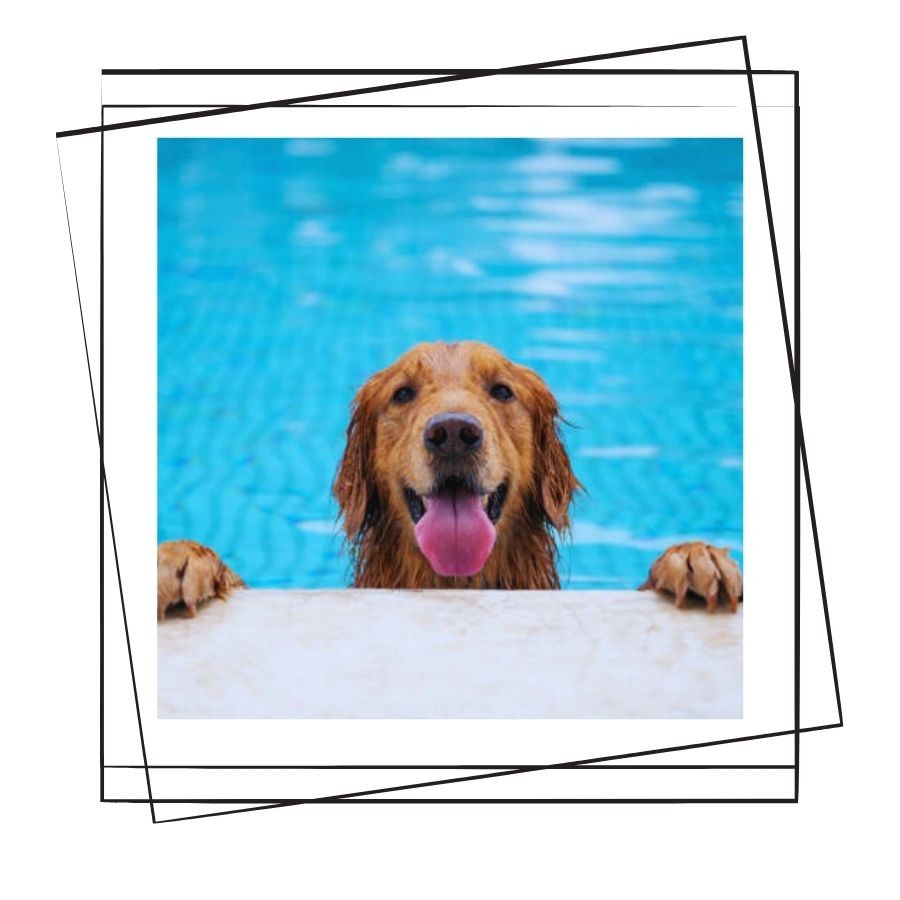 Hangi Köpekler Yüzebilir ?