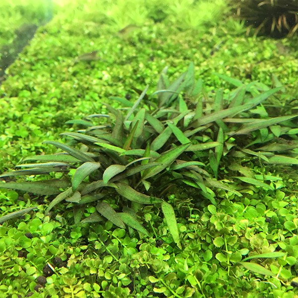 Cryptocoryne Lucens Saksı Canlı Bitki