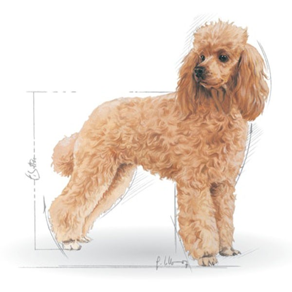 Royal Canin Poodle Pouch Yaş Köpek Maması 85gr