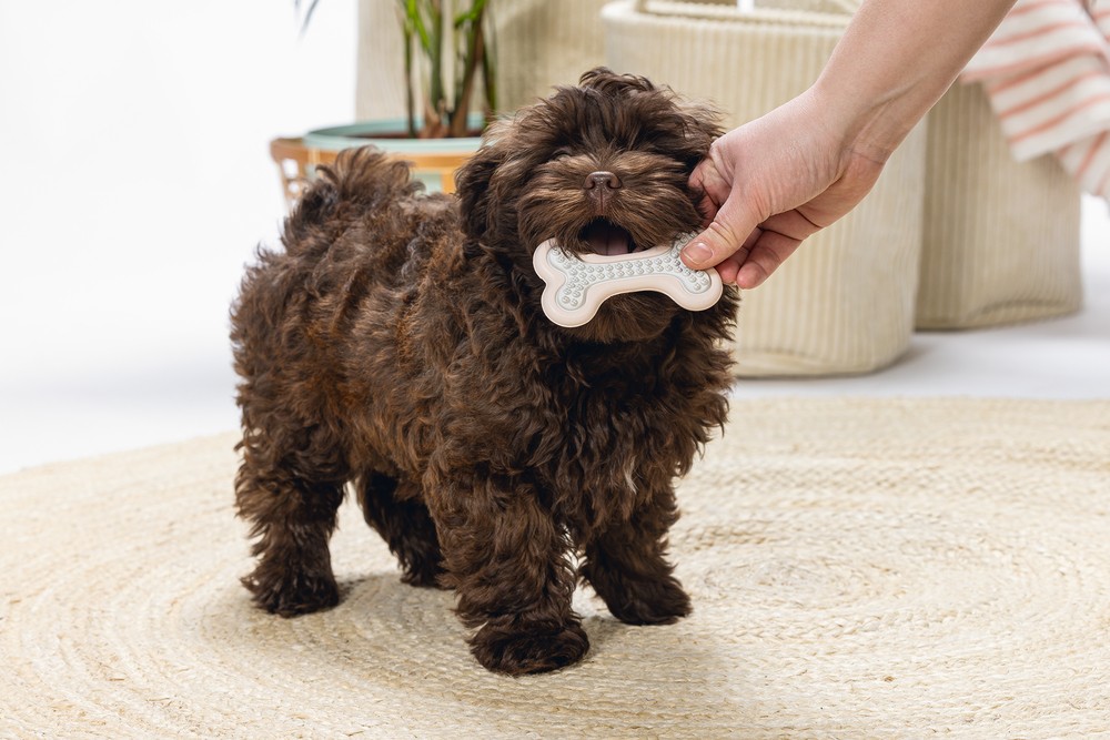Beeztees Yavru Köpek Diş Oyuncağı, İçi Dolu Halka, Kauçuk, Pembe, 10cm