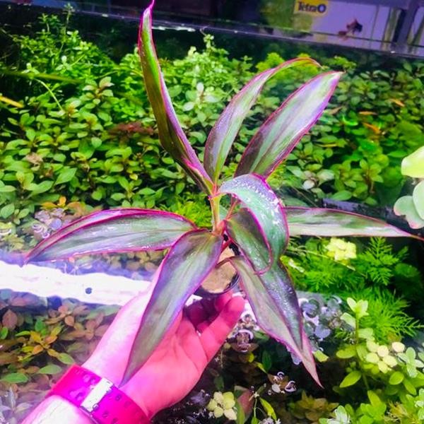 Cordyline Red Edge Saksı Canlı Bitki