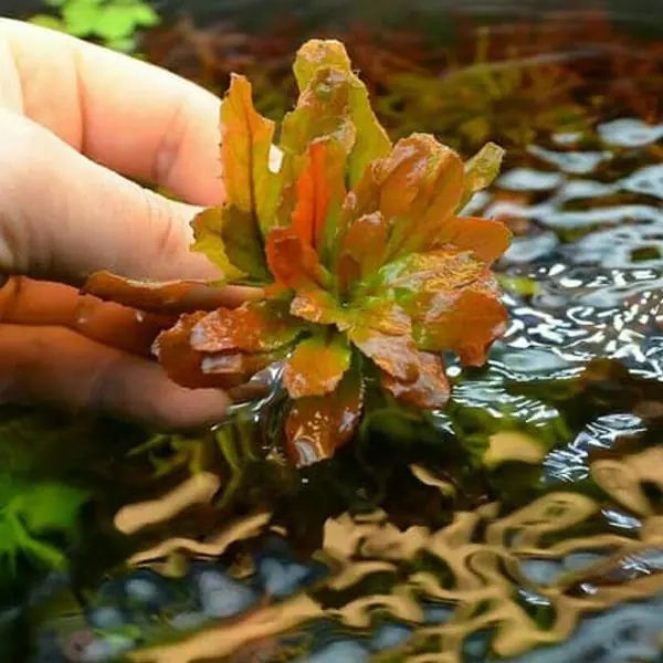 Ludwigia Sphaerocarpa Saksı Canlı Bitki