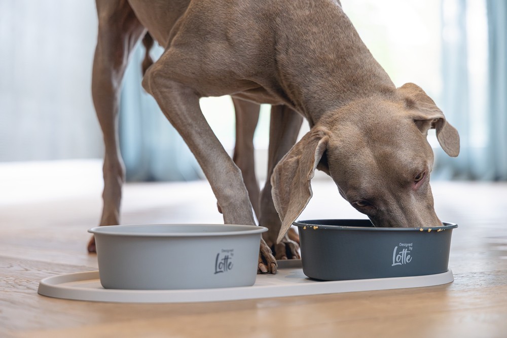 Beeztees DBL Köpek Mama Su Kabı, Mat Siyah Paslanmaz Çelik, 20cm, 1,9L