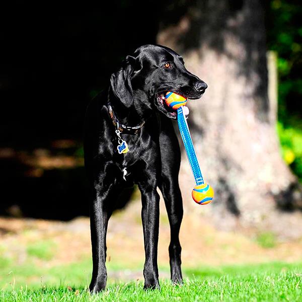 Chuckit Ultra Duo Tug Köpek Çekiştirme Oyun Topu Küçük Boy 2li