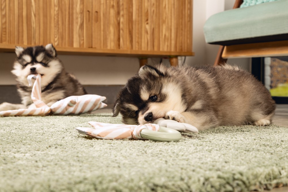 Beeztees Yavru Köpek Diş Oyuncağı, İçi Dolu Halka ve Kumaş, Kauçuk, Yeşil, 8,5cm