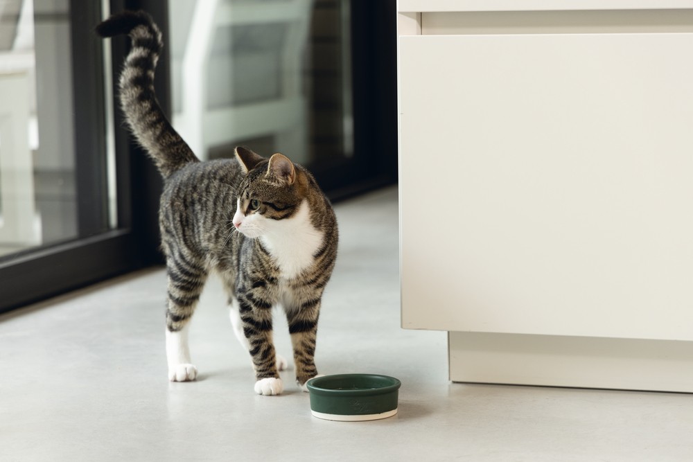 Beeztees DBL Kedi Mama Su Kabı, Seramik, Mat Yeşil, 12cm, 300ml
