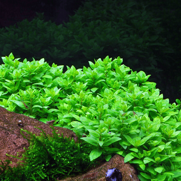 Staurogyne Repens Cup In Vitro Canlı Bitki