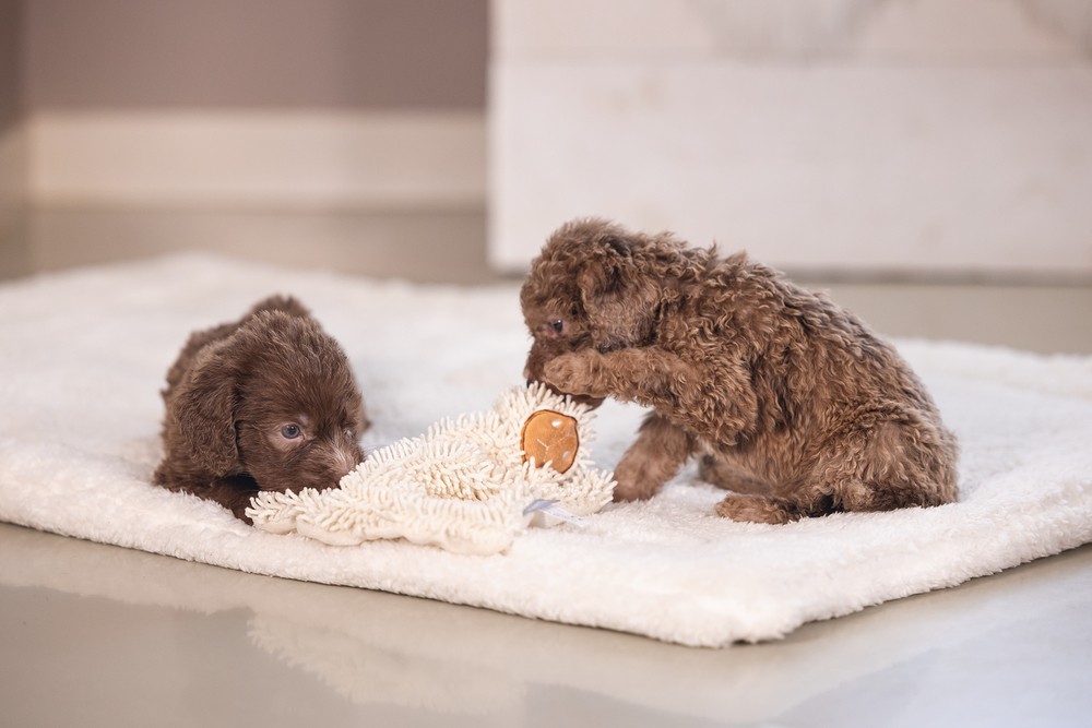 Beeztees Yavru Köpek Oyuncağı, Peluş, Beyaz, 37x28x4cm