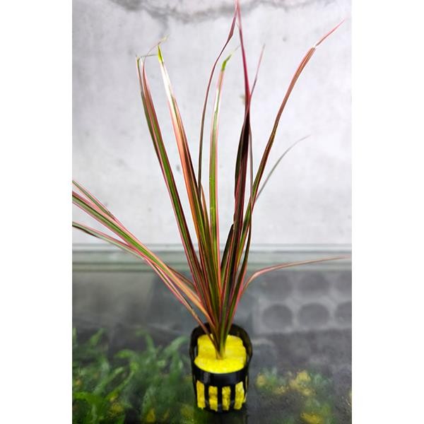 Dracenae Marginata Colorada Saksı Canlı Bitki