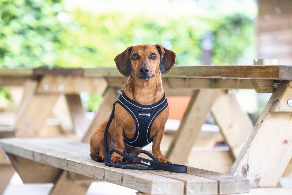 Beeztees Köpek Göğüs Tasması, Neopren, Siyah, XS, 30-35cm