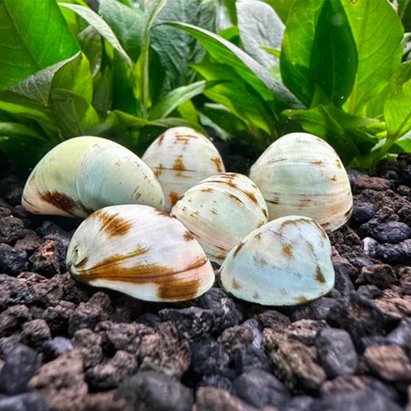 Beluga Snail Salyangoz 3 Adet Straforlu Gönderim