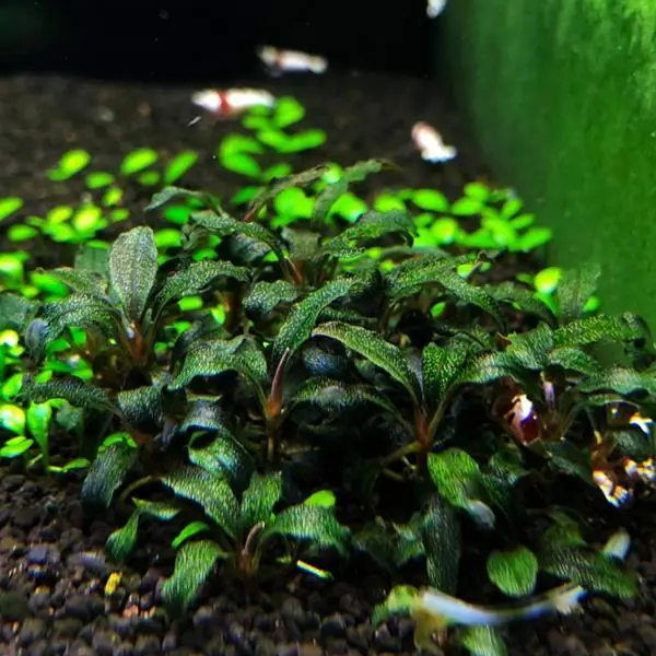 Bucephalandra Kedagang Japan Saksı Canlı Bitki