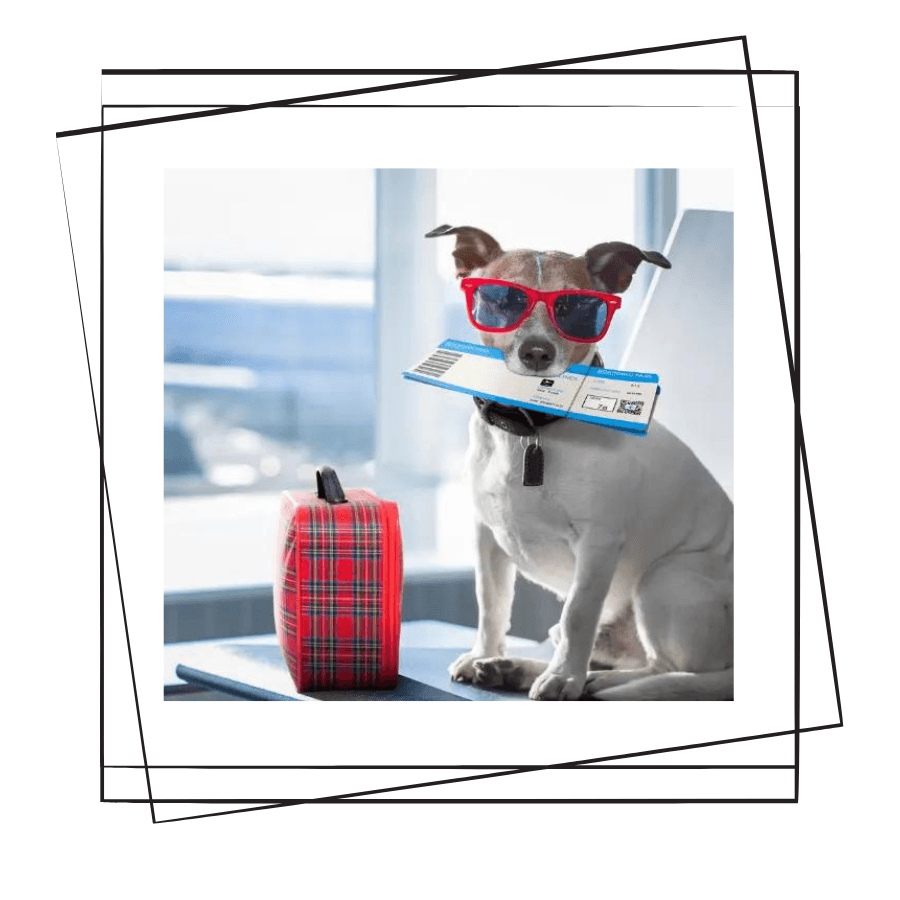 Köpeklerle Seyahat ve Yolculuk