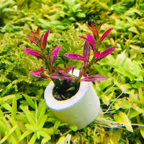 Anubias Heterophylla Saksı Canlı Bitki XXL 5-7 Yaprak