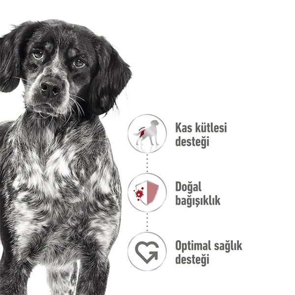 Royal Canin Orta Irk Konserve Köpek Maması 410gr 12li Paket