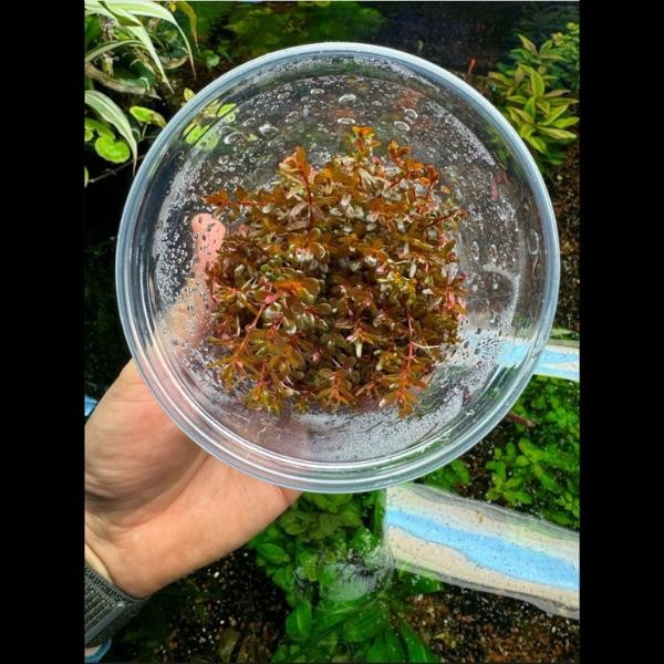 Rotala Orange Juice In Vitro Canlı Bitki 500cc