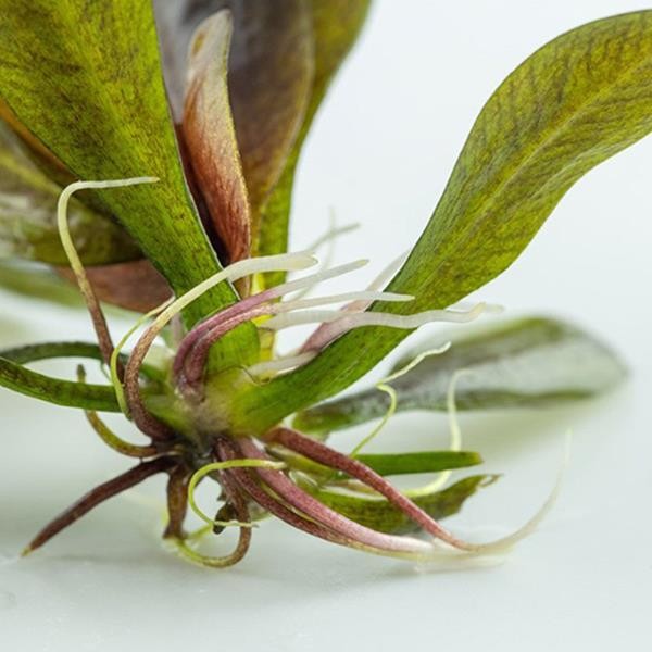 Echinodorus Reni In Vitro Canlı Bitki