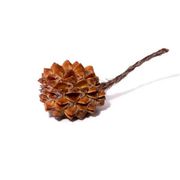 Casuarina