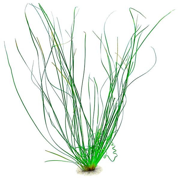 Eriocaulon Sp Saksı Canlı Bitki