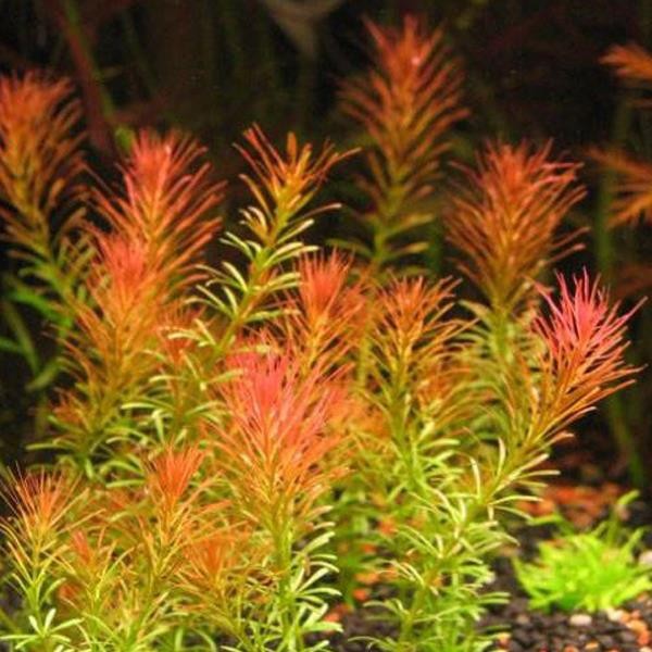 Rotala Wallichi In Vitro Canlı Bitki