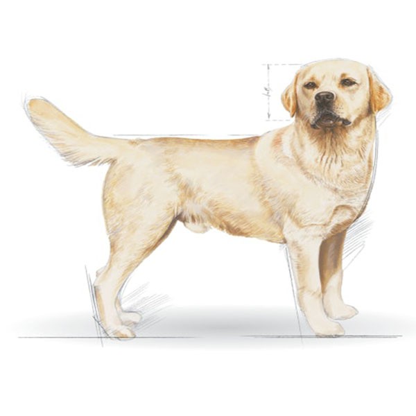 Royal Canin Adult Labrador Retriever Yetişkin Köpek Maması 12Kg