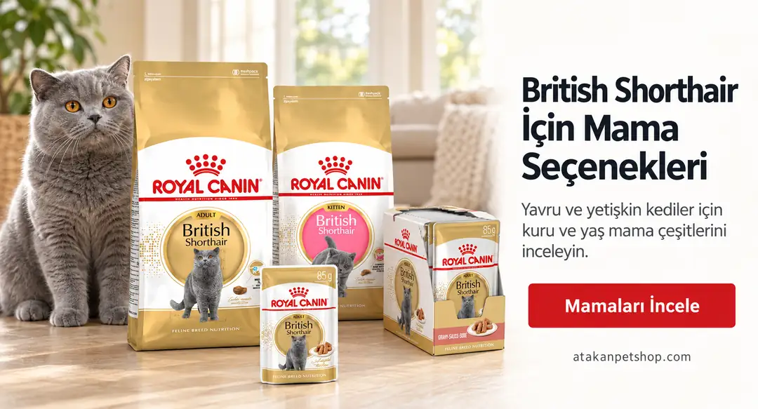 Royal Canin British Shorthair kedi mamalarını keşfedin
