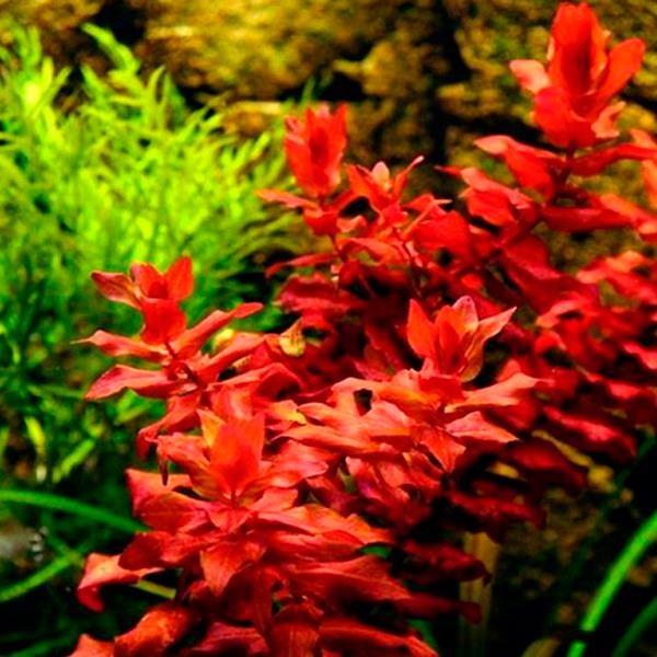 Rotala Macrandra Mini Red In Vitro Canlı Bitki