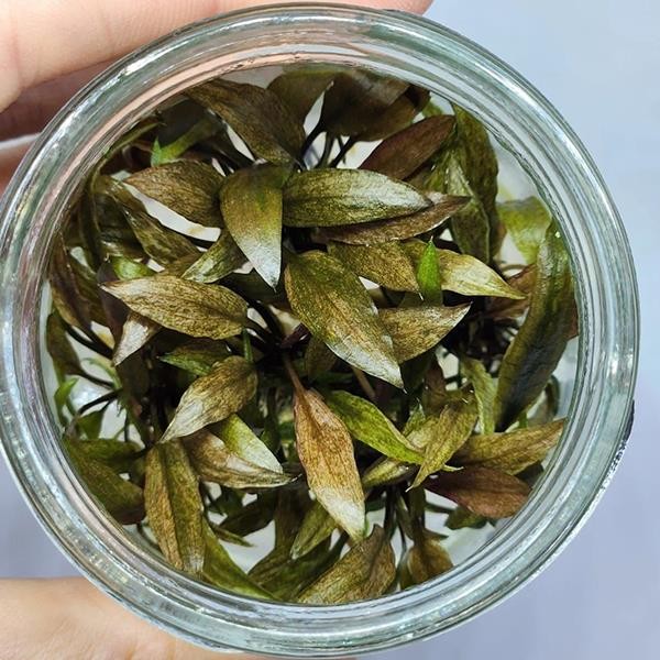 Cryptocoryne Tonkinensis In Vitro Canlı Bitki