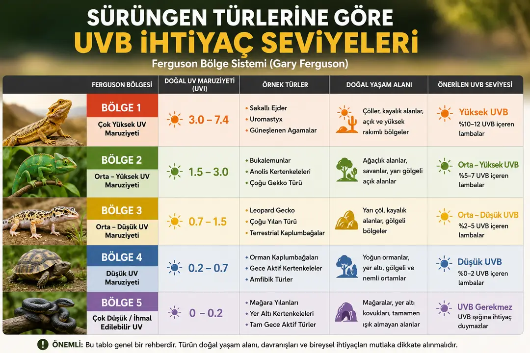 Ferguson Bölge Sistemi, sürüngenlerin doğal yaşam alanlarında maruz kaldıkları UV ışını seviyelerini (UVI) temel alarak uygun UVB ihtiyacının belirlenmesine yardımcı olur. Türün güneşlenme davranışı, doğal yaşam alanı ve hedef UVI seviyesi dikkate alınarak doğru UVB aydınlatmasının seçilmesi, güvenli ve sağlıklı bir teraryum ortamı oluşturmak açısından önemlidir.