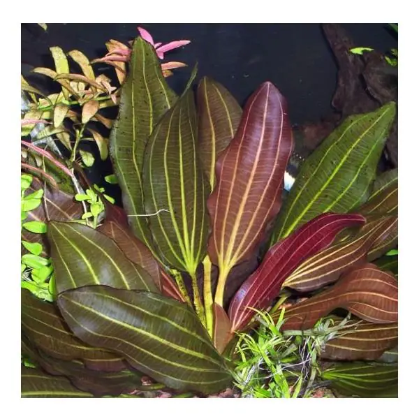 Echinodorus Red Rubin Saksı Canlı Bitki