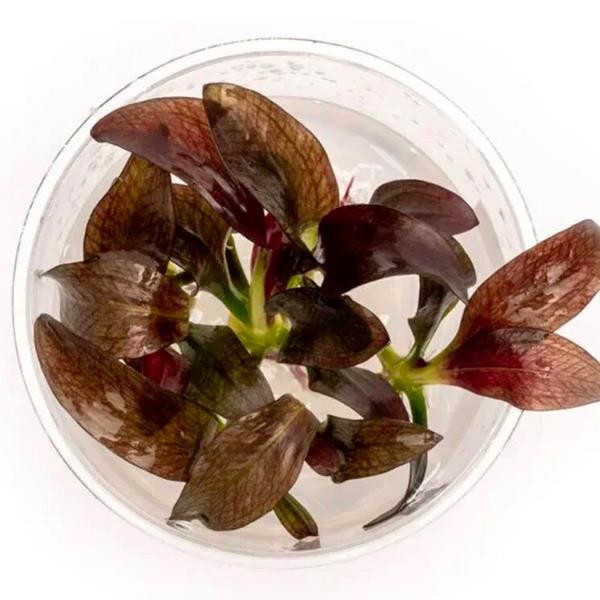 Echinodorus Fancy Twist In Vitro Canlı Bitki