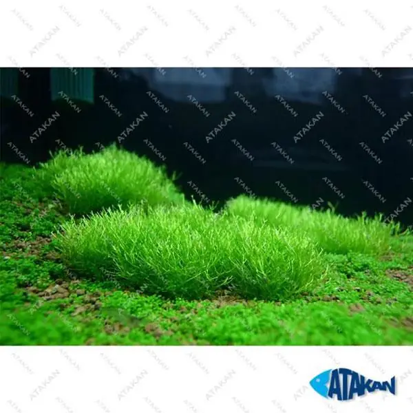 Riccia Fluitans Canlı Bitki 10x10cm