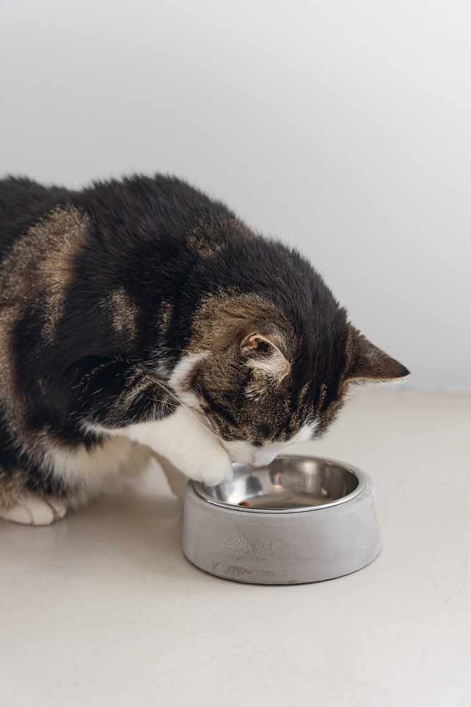 Beeztees DBL Kedi Mama Su Kabı, Paslanmaz Çelik, 12,5cm, 160ml