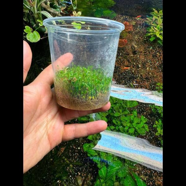 Glossostigma Elatinoides In Vitro Canlı Bitki 500cc