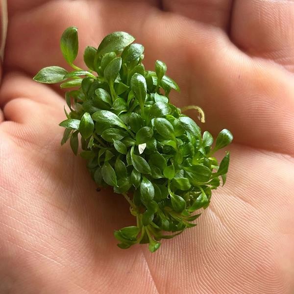 Anubias Microgreen In Vitro Canlı Bitki