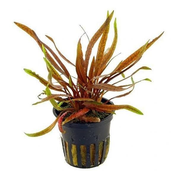 Cryptocoryne Spiralis Tiger Saksı Canlı Bitki