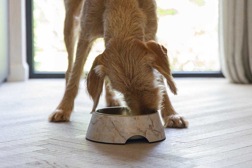 Beeztees DBL Köpek Mama Su Kabı, Mat Altın Rengi Paslanmaz Çelik, Bej Mermer Görünümlü, 22cm, 700ml